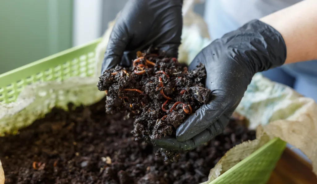 Vermicomposting or Homemade Worm Composting is method of turning home plant based garbage and kitchen food leftovers into rich organic soil fertilizer
