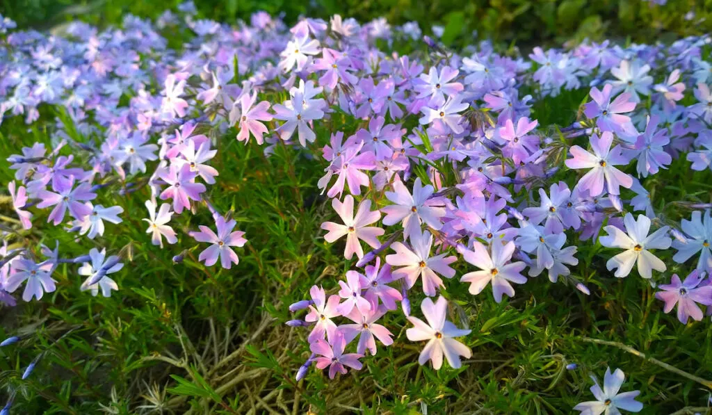 Beautiful lavender purple flowers of Phlox subulata in the garden