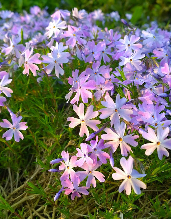 Beautiful-lavender-purple-flowers-of-Phlox-subulata-in-the-garden