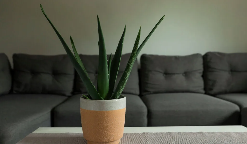 Beautiful potted aloe vera plant on the table in the living room