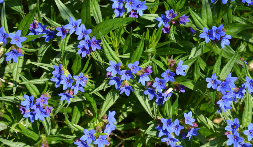 Bright blue flowers of lithodora diffusa