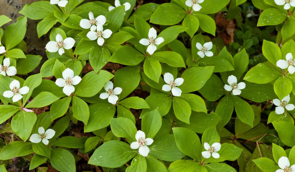 Bunchberry flowers, cornus canadensis or creeping dogwood growing in the forest