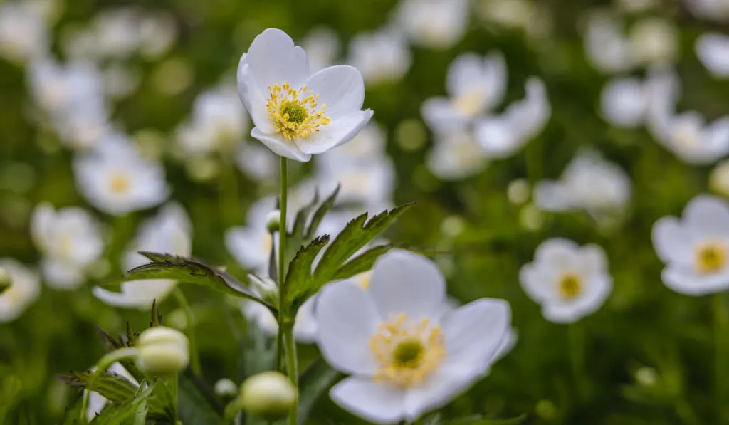 Closeup of Canada Anemone, Anemone canadensis flowers in the garden