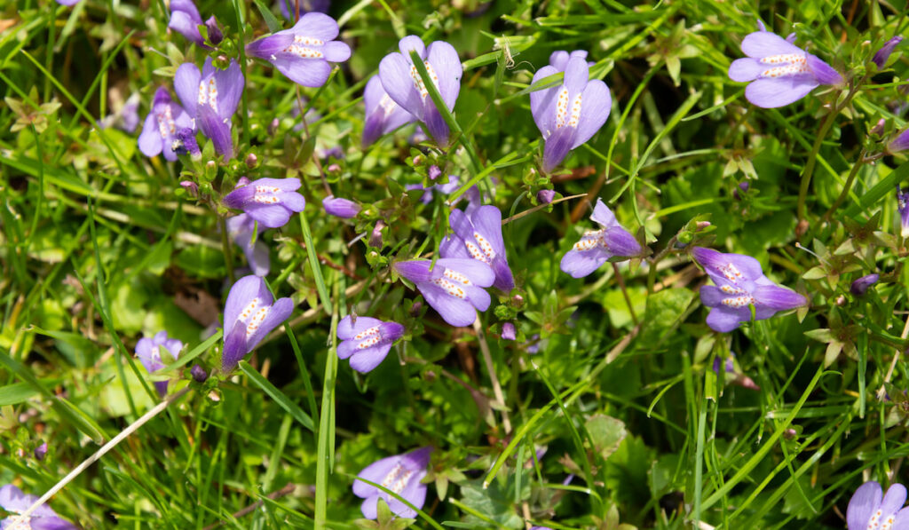 Creeping purple mazus ( mazus reptans ) through spring garden