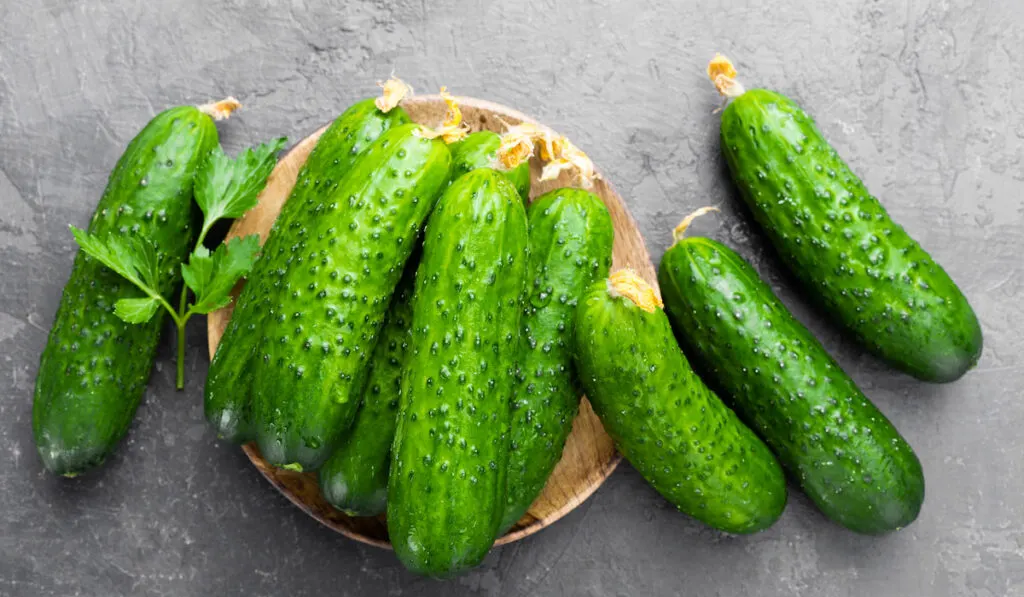 Fresh Cucumbers on round wooden board on gray stone background
