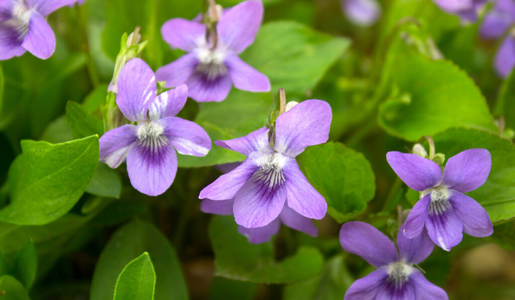 Growing wild common violet plant, viola sororia