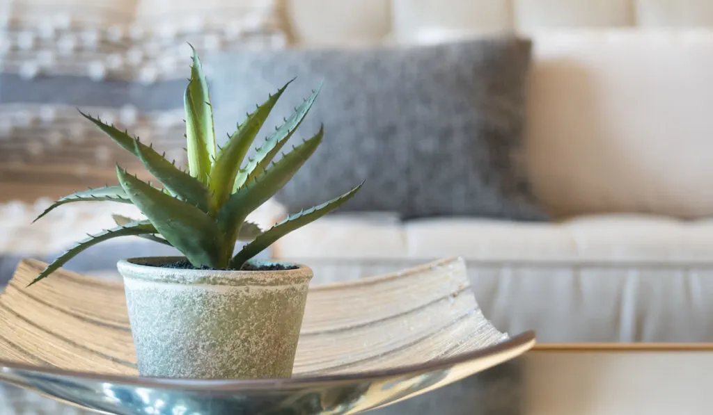 Home decor style with potted aloe vera plant in a pot on a designer plate in the bedroom