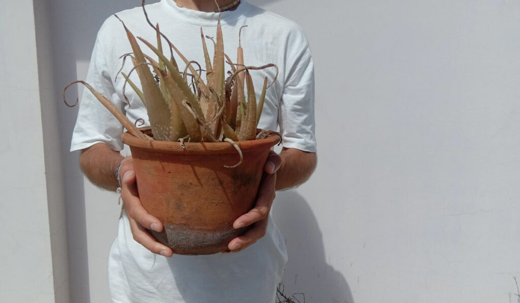 Man holds a clay pot with a dead aloe vera plant standing against white wall