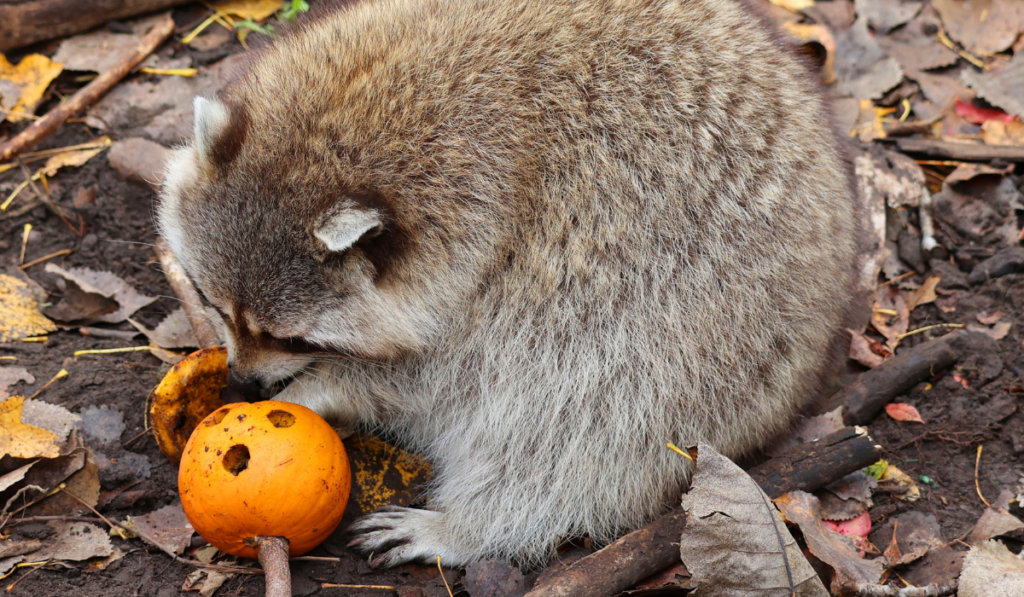 Raccoons Eat Pumpkin on the ground