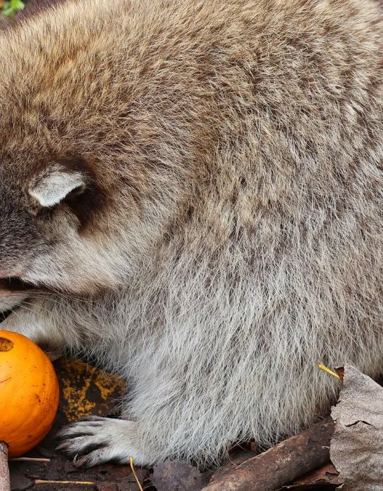 Raccoons Eat Pumpkins - ss221129