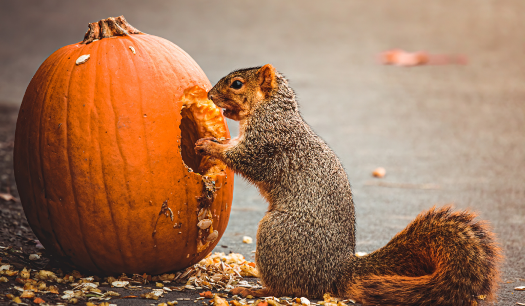 Squirrel eating pumpkin seeds on concrete