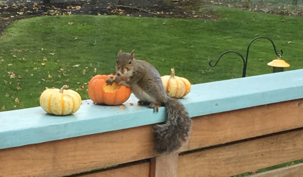 Squirrel eating pumpkins