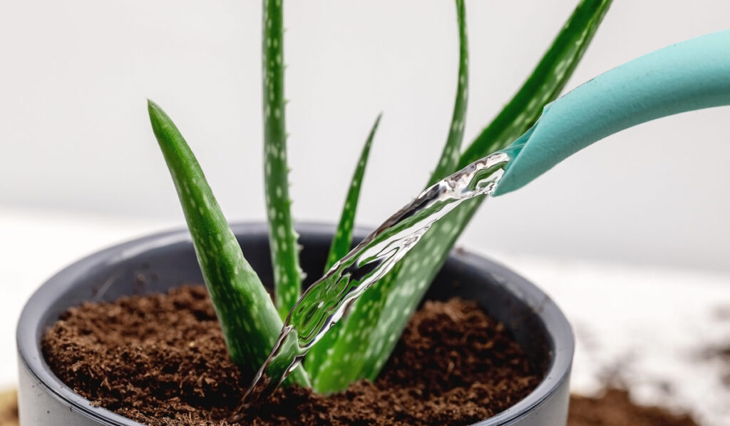 Water pouring from a watering can into a flower pot with aloe vera plant