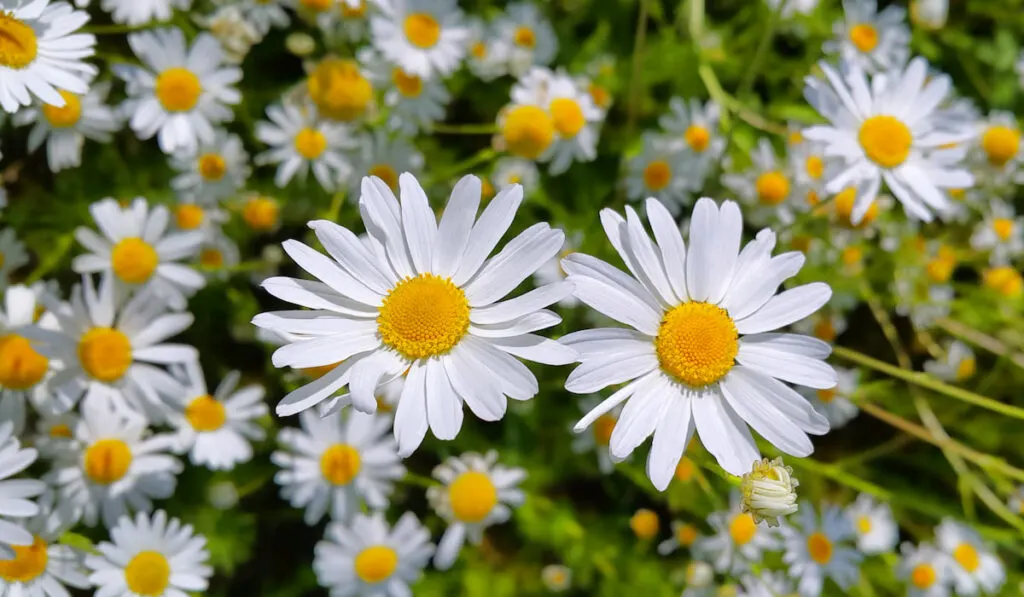 beautiful chamomile flowers in the garden