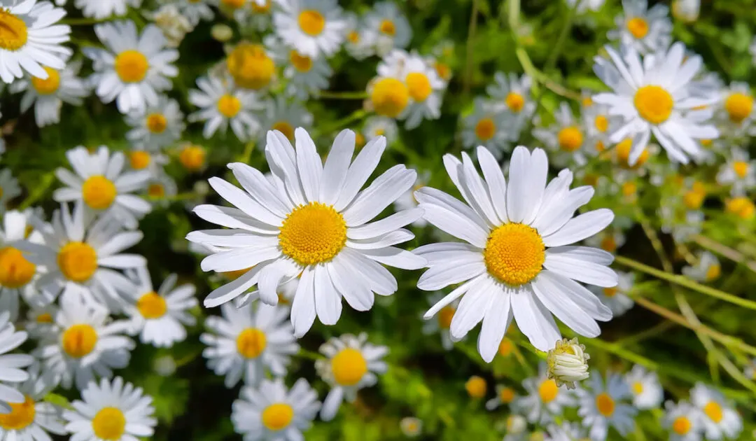 Chamomile