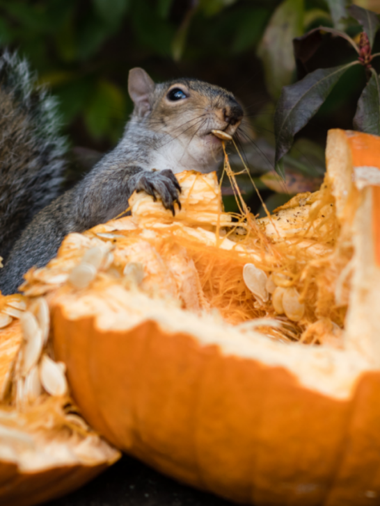 Grey Squirrel Feeding on Pumpkin Seeds