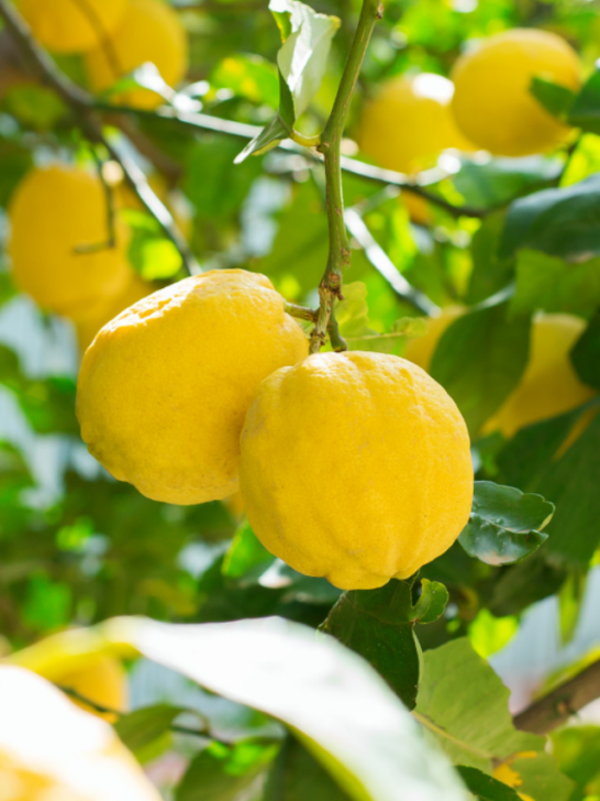 organic lemons on tree