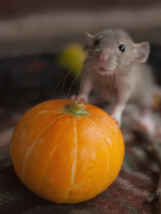 small rat leaning on a pumpkin