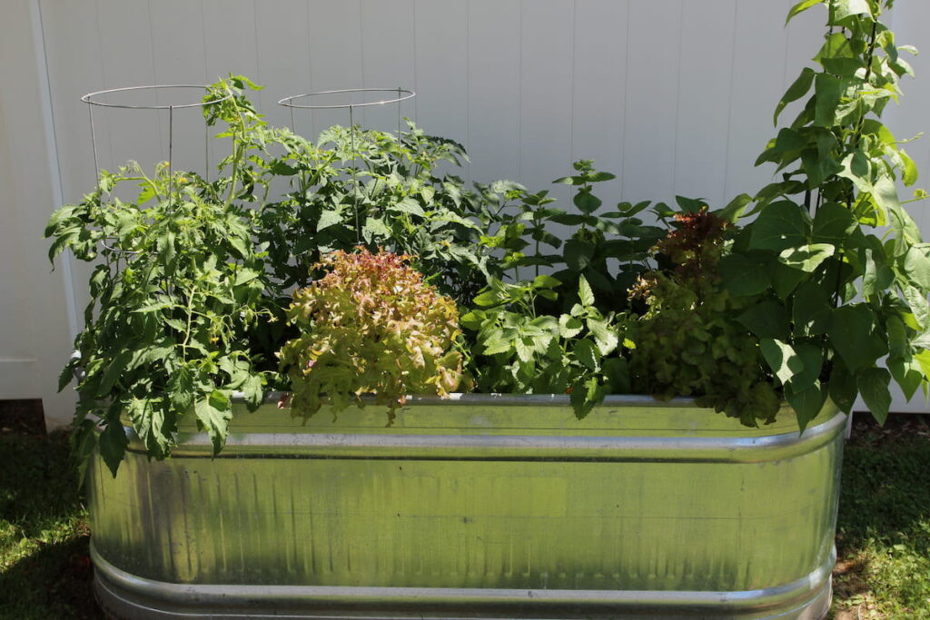 A raised bed vegetable garden with wax beans, lemon balm, mint, red leaf lettuce and tomatoes in a backyard garden