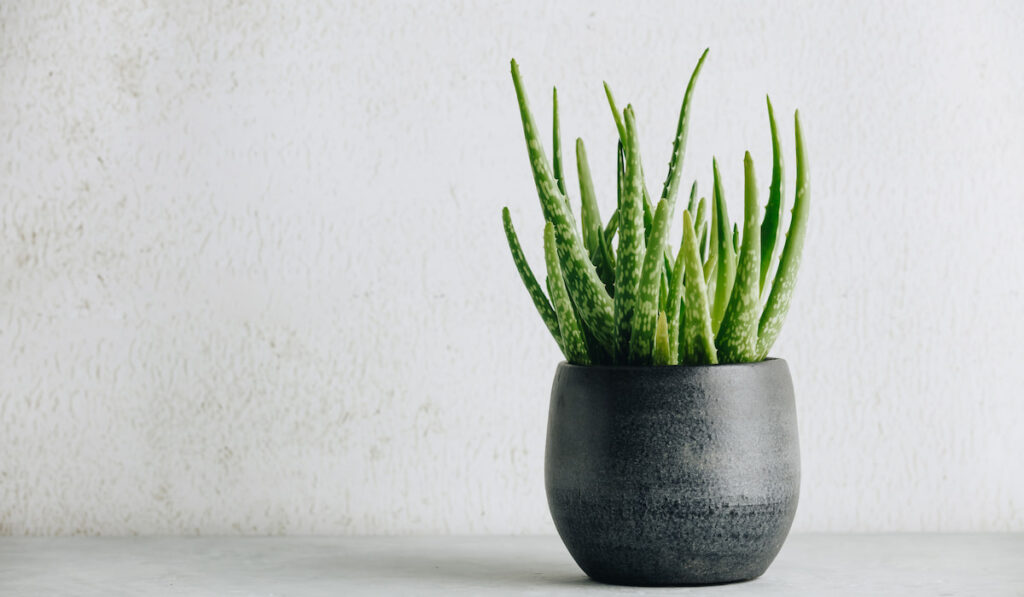 Aloe vera plant in design modern black pot on white wall 