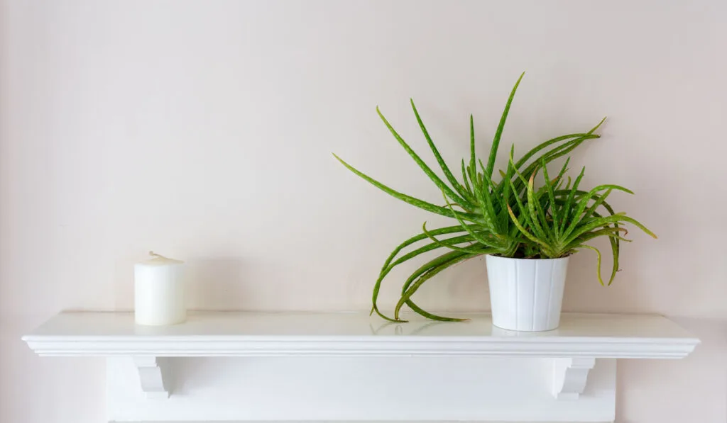 Aloe vera plant in white pot and white candle is placed on an old style white wooden shelf