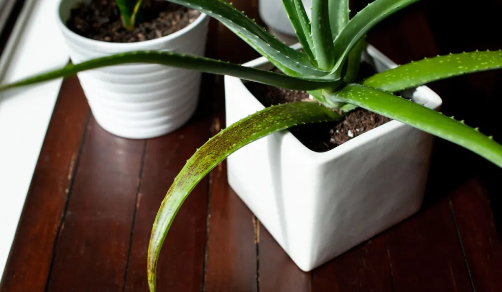 Aloe vera plant in white pot with signs of overwatering, black brown spoits on the leaves due to over watering