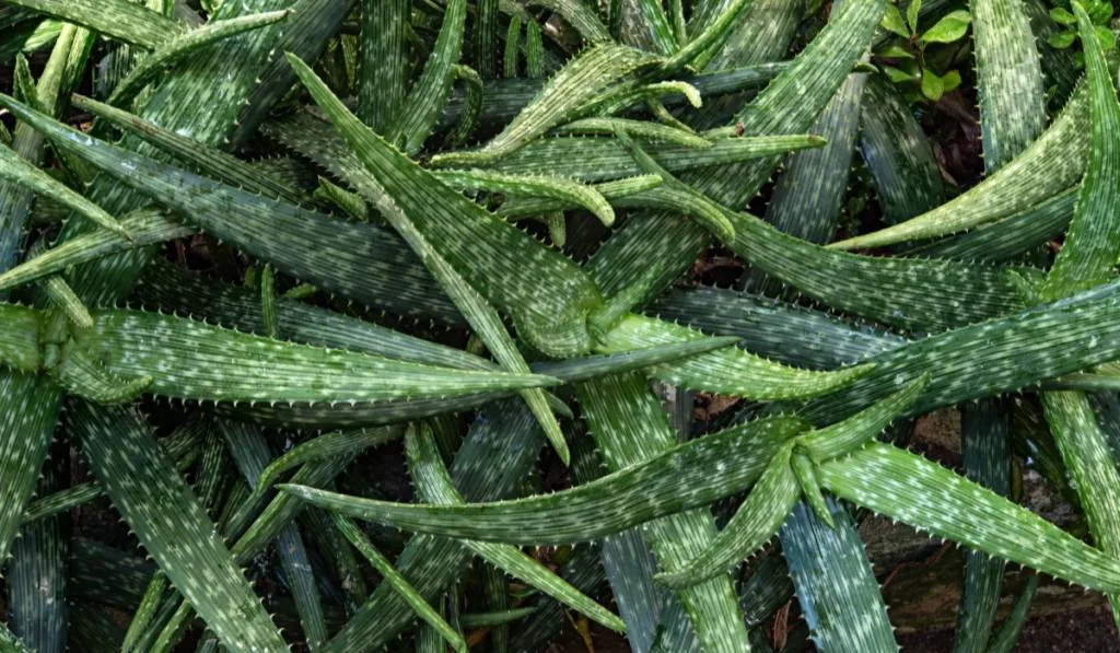 close up photo of aloe vera plant