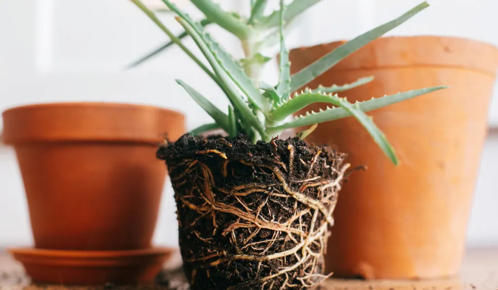 Aloe vera with roots in ground repot to bigger clay pot 