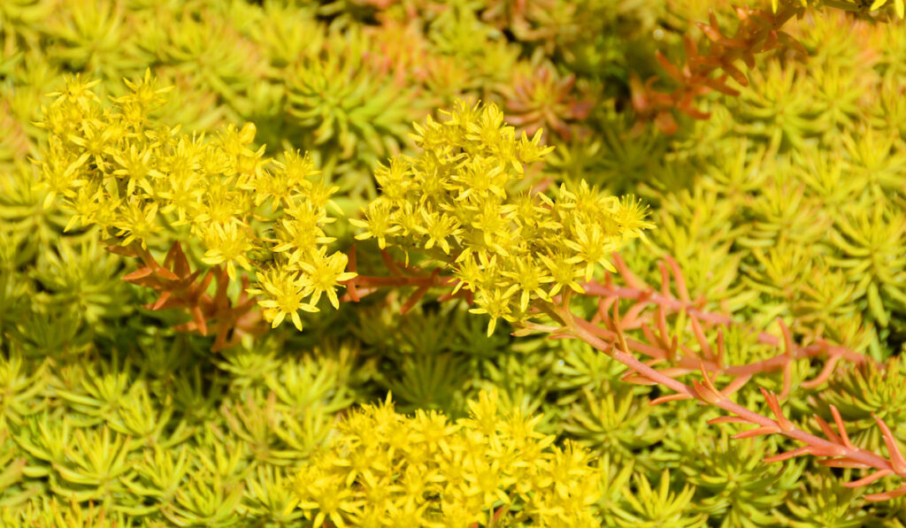 Angelina-stonecrop-with-yellow-flowers