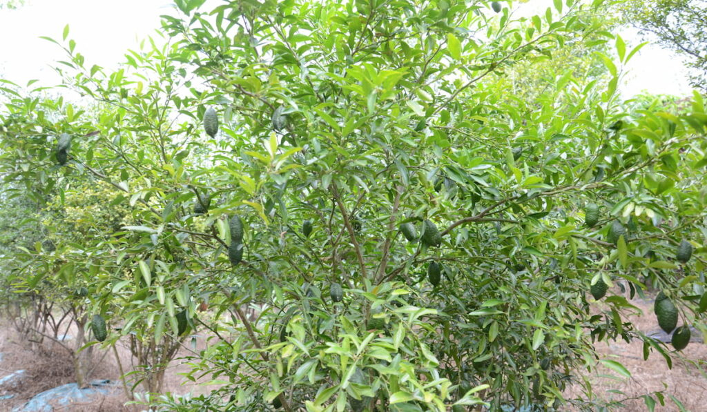 Australian finger lime tree