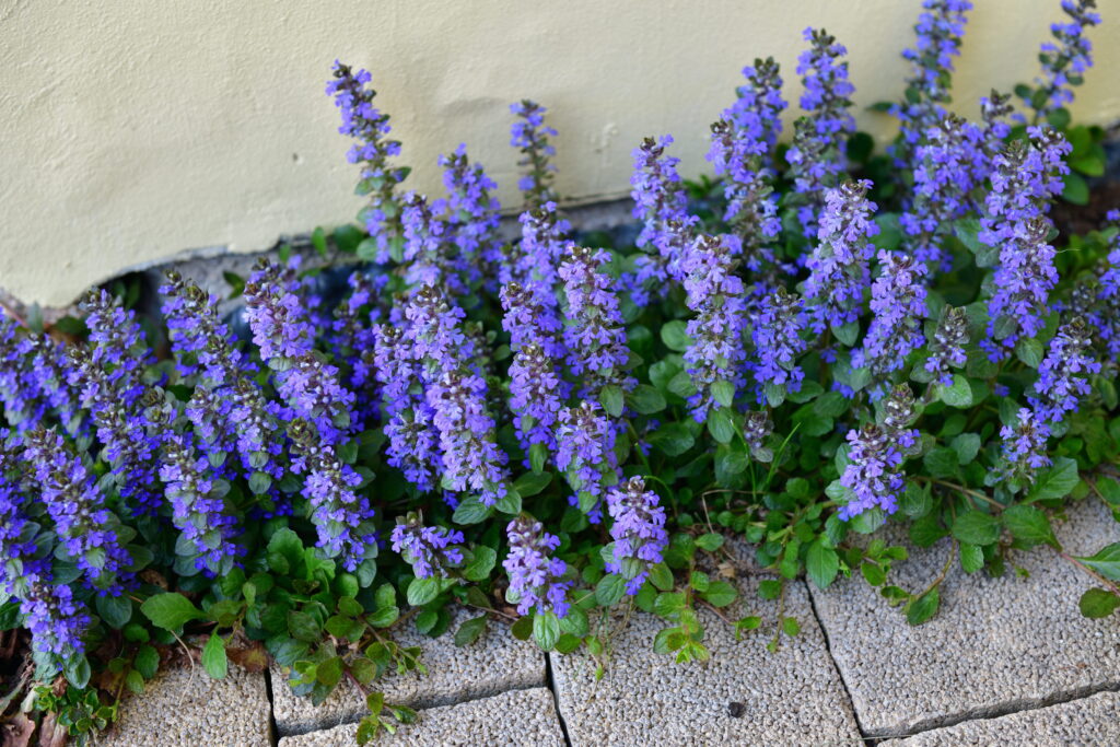 Beautiful blue bugle (Ajuga reptans) by the wall behind the tiles in the garden 
