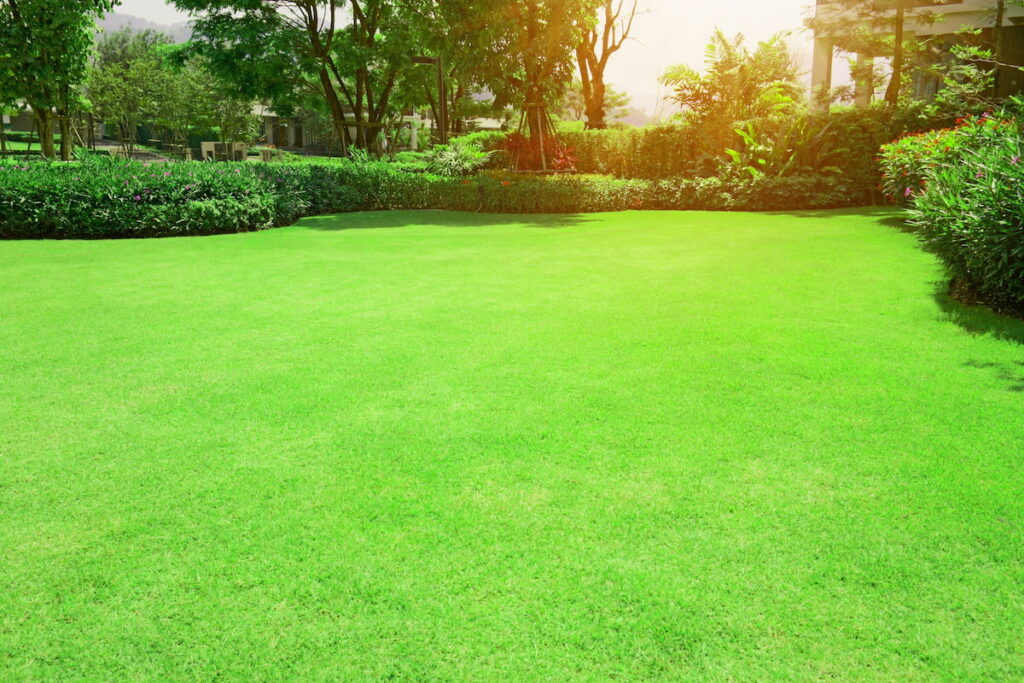 Bermuda grass smooth lawn with curve form of bush
