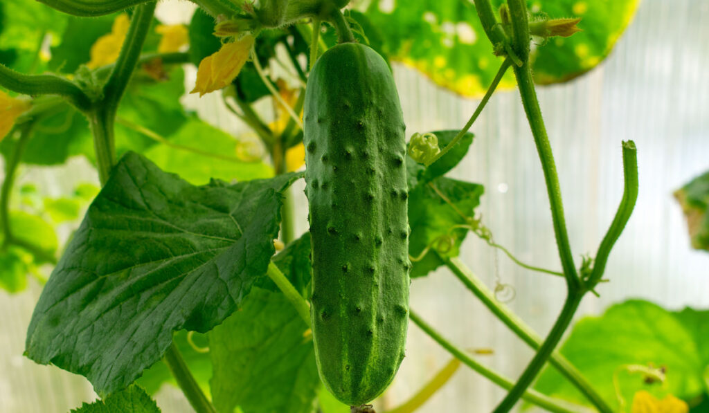 Big spacemaster cucumber growing in greenhouse