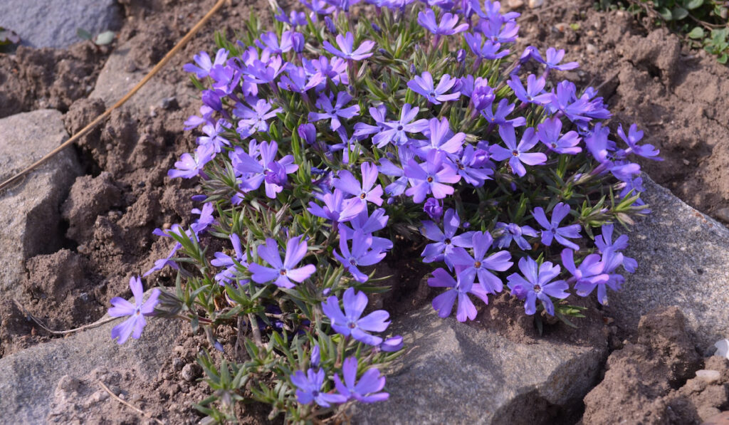 Blooming creeping phlox (violet pinwheel) or phlox subulata