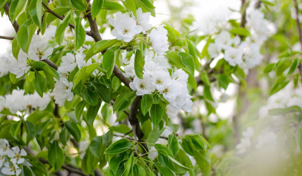 Blossoming pear tree pollination