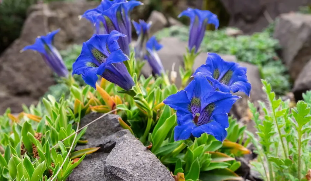 Blue flowers of Gentiana acaulis (stemless gentian or trumpet gentian) among stones