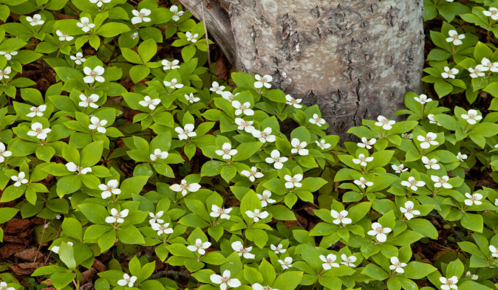 Bunchberry flowers or cornus canadensis growing as a carpet of wildflowers at the base of an aspen tree