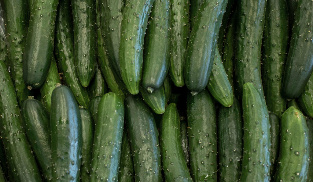 Burpless cucumbers in the market