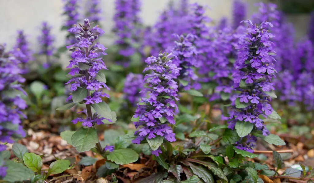 Carpet bugleweed (ajuga reptans) purple flowers