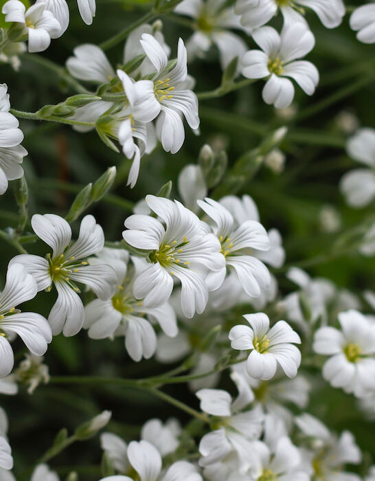 Cerastium-tomentosum-snow-in-summer-white-flowers-closeup