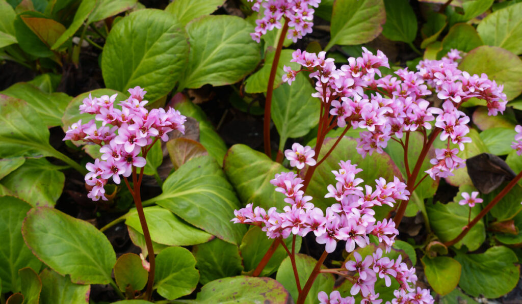 Close p of a blooming pink heart-leaved bergenia cordifolia or badan plant with pink flowers in the spring