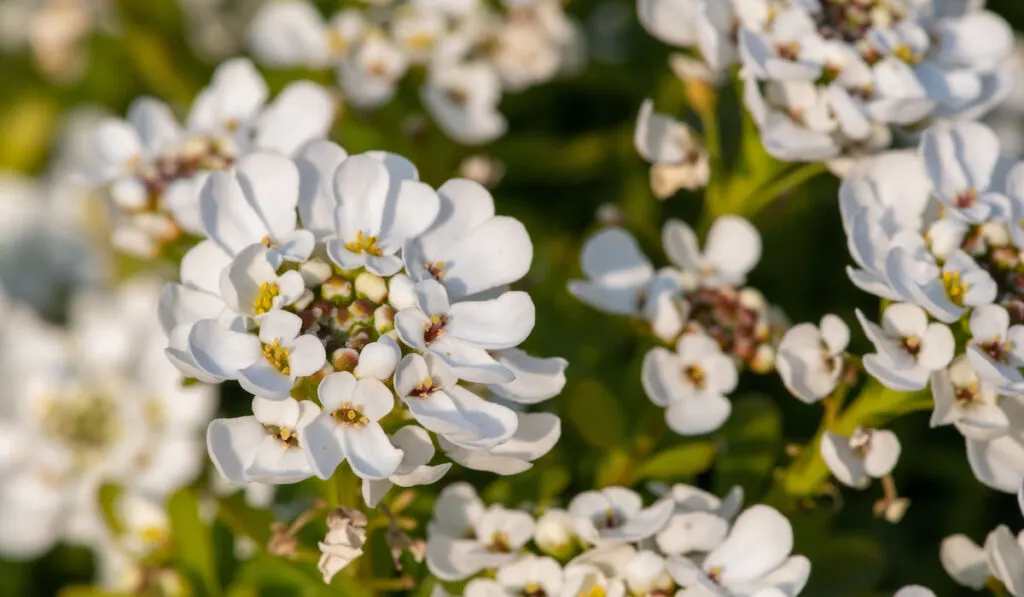 Close up of evergreen candytuft ( iberis sempervirens ) flowers in bloom