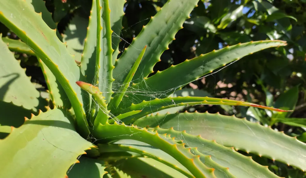 Closeup of spider web in the middle of aloe vera plant outdoor