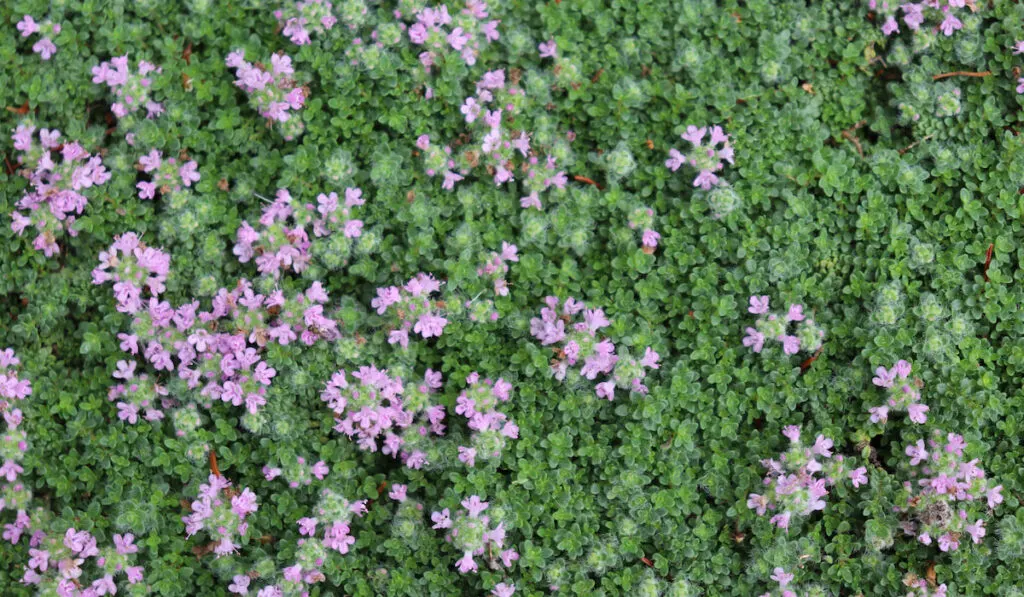 Closeup of thick wooly thyme cover with small violet flowers and tiny green leaves