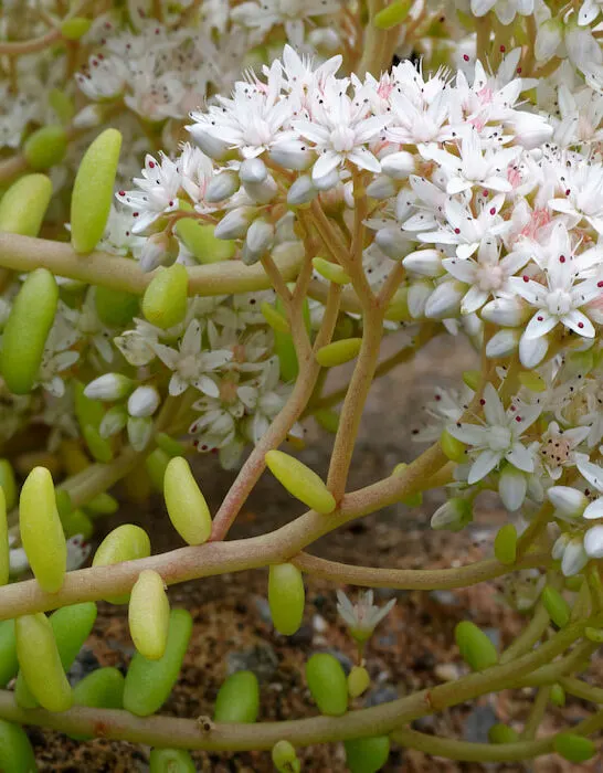 Closeup-of-white-stonecrop-sedum