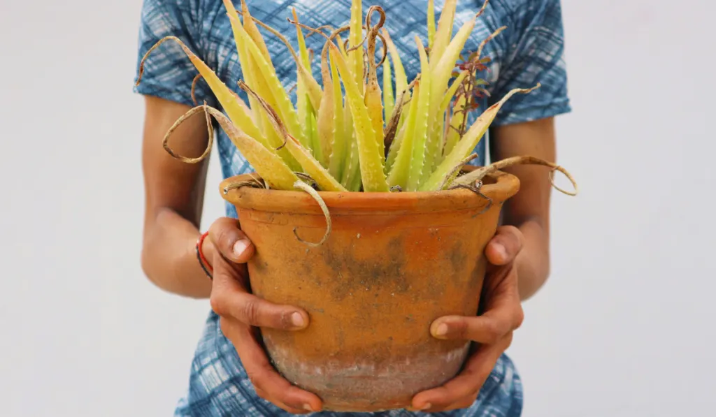 Dead plant Aloe Vera. Guy holds in his hands a clay pot with a yellowed and dried plant Aloe on a gray background. Poor houseplant care
