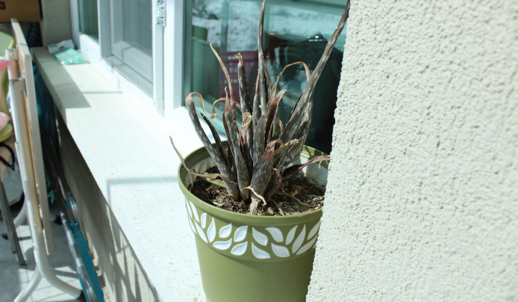 Dried aloe vera plant in a green pot placed outside by the window on the balcony