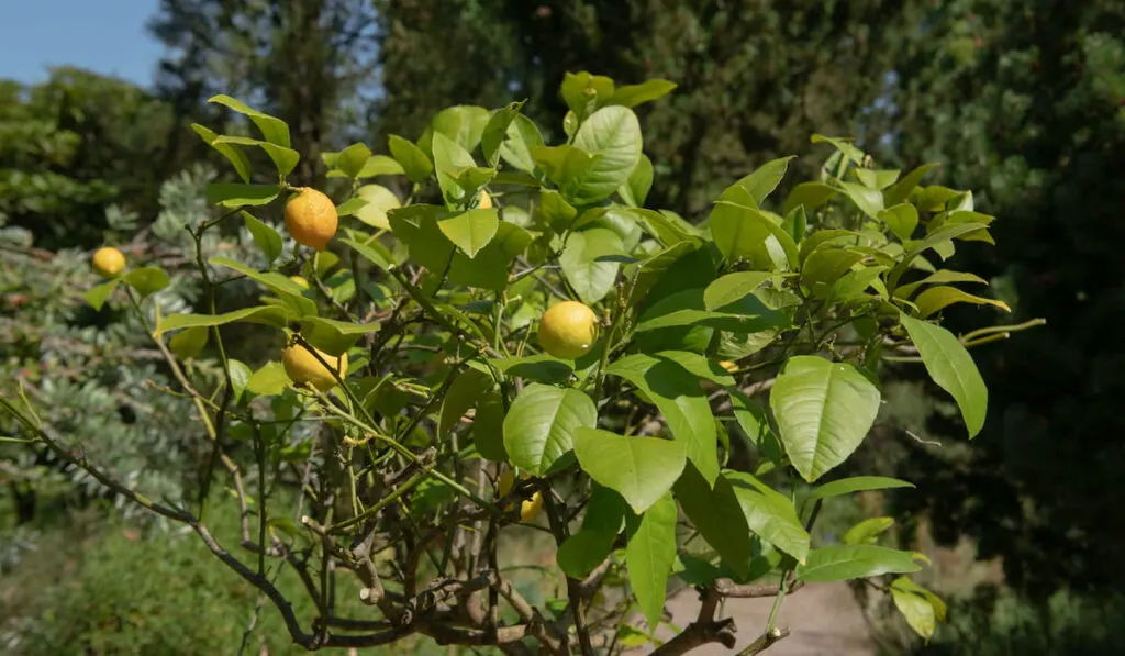 Dwarf Lemon Tree
