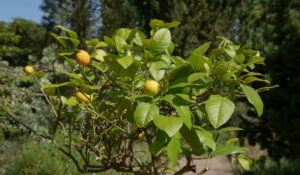 3 Types of Dwarf Lemon Trees - Crate and Basket