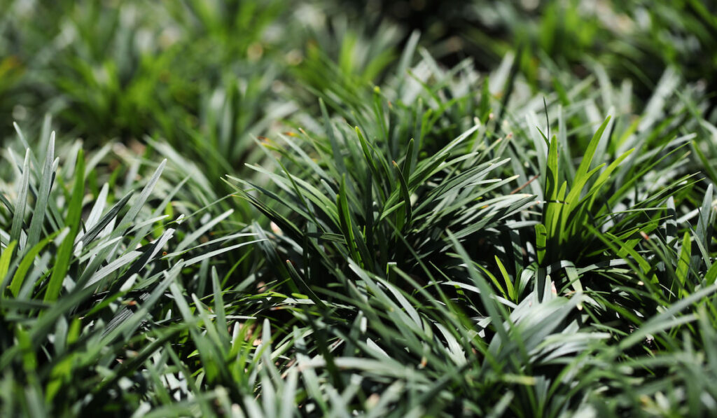 Dwarf lilyturf or dwarf mondo grass ( ophiopogon japonicus )